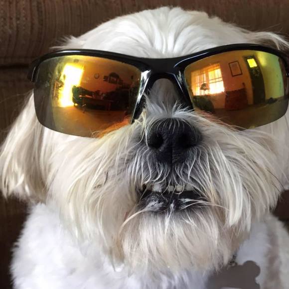 Meet your Posher, Michael - Picture 1 of 1